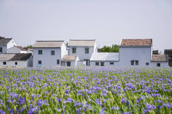 千汇网 浙江宁波：“花海经济”引客来