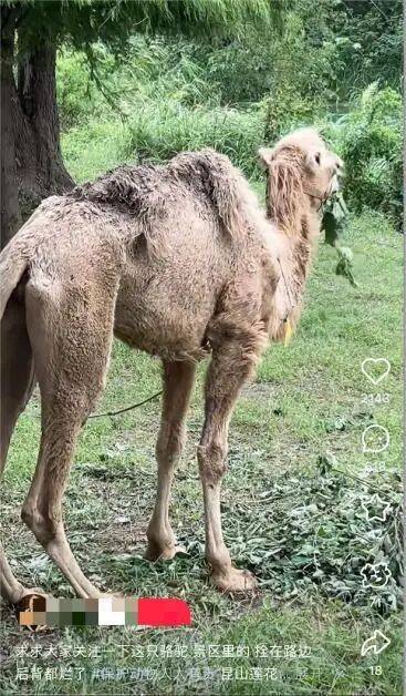 美牛股 一景区骆驼驼峰发黑，苍蝇环绕，被拴在路边的树上，景区：已通知工作人员查看情况，该景区是外包的